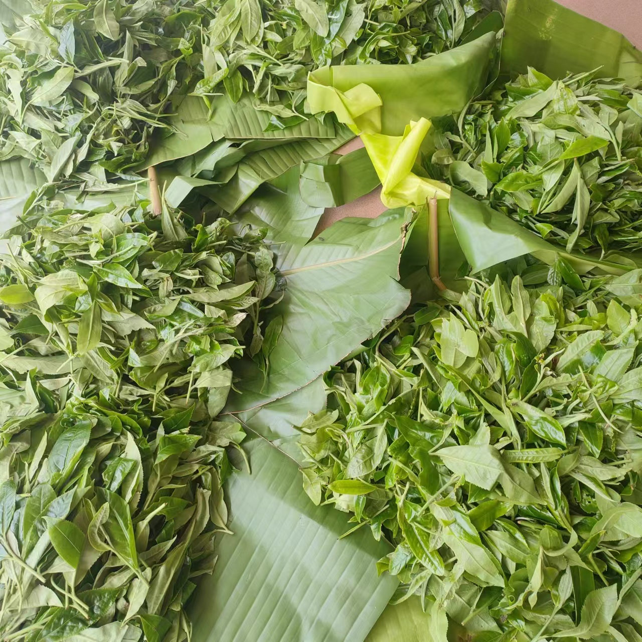 2024 Spring 15++ Ancient Tree Puerh 纪念饼