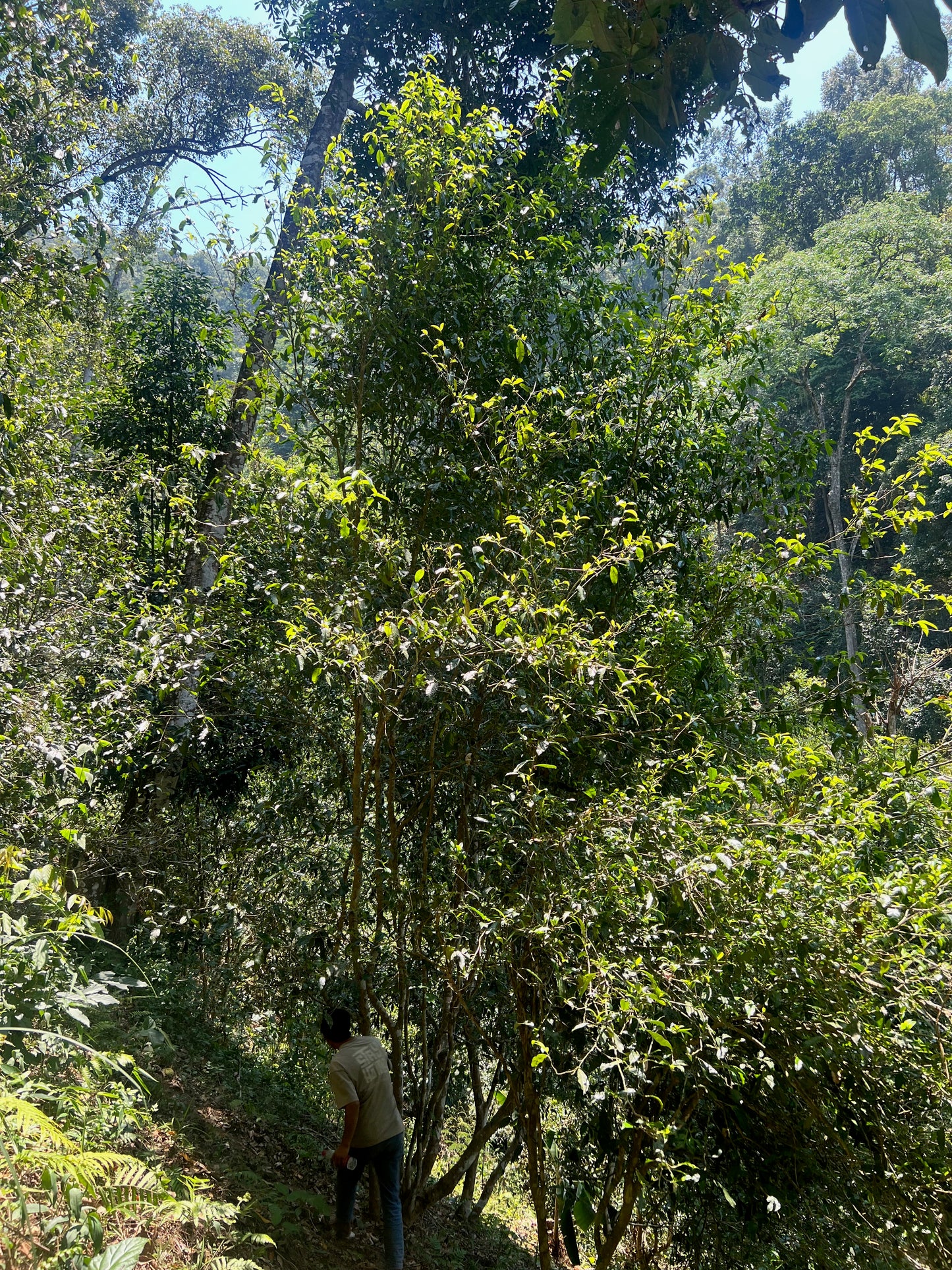 2026 Guafengzhai Liehushan