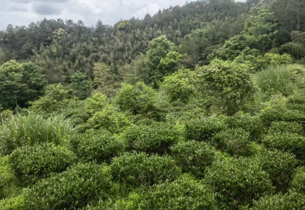 2026 Spring Naturally Grown Tie Guan Yin - Da Tian Area (Roast Level 5)