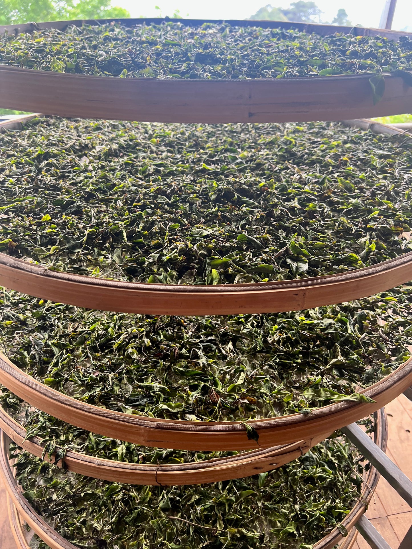 2025 Beyond the Clouds White Tea