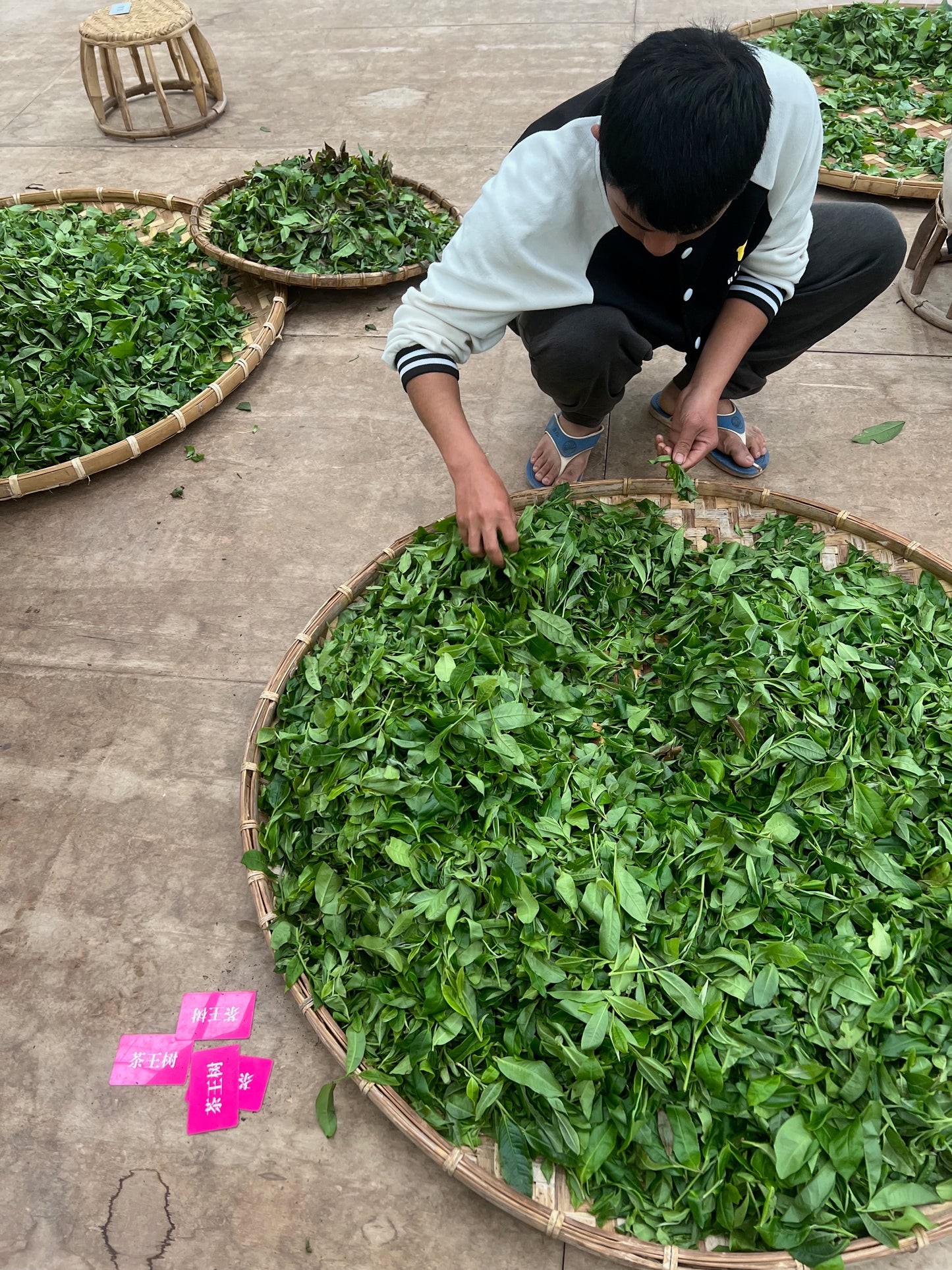 2025 Guafengzhai Chawangshu Gushu