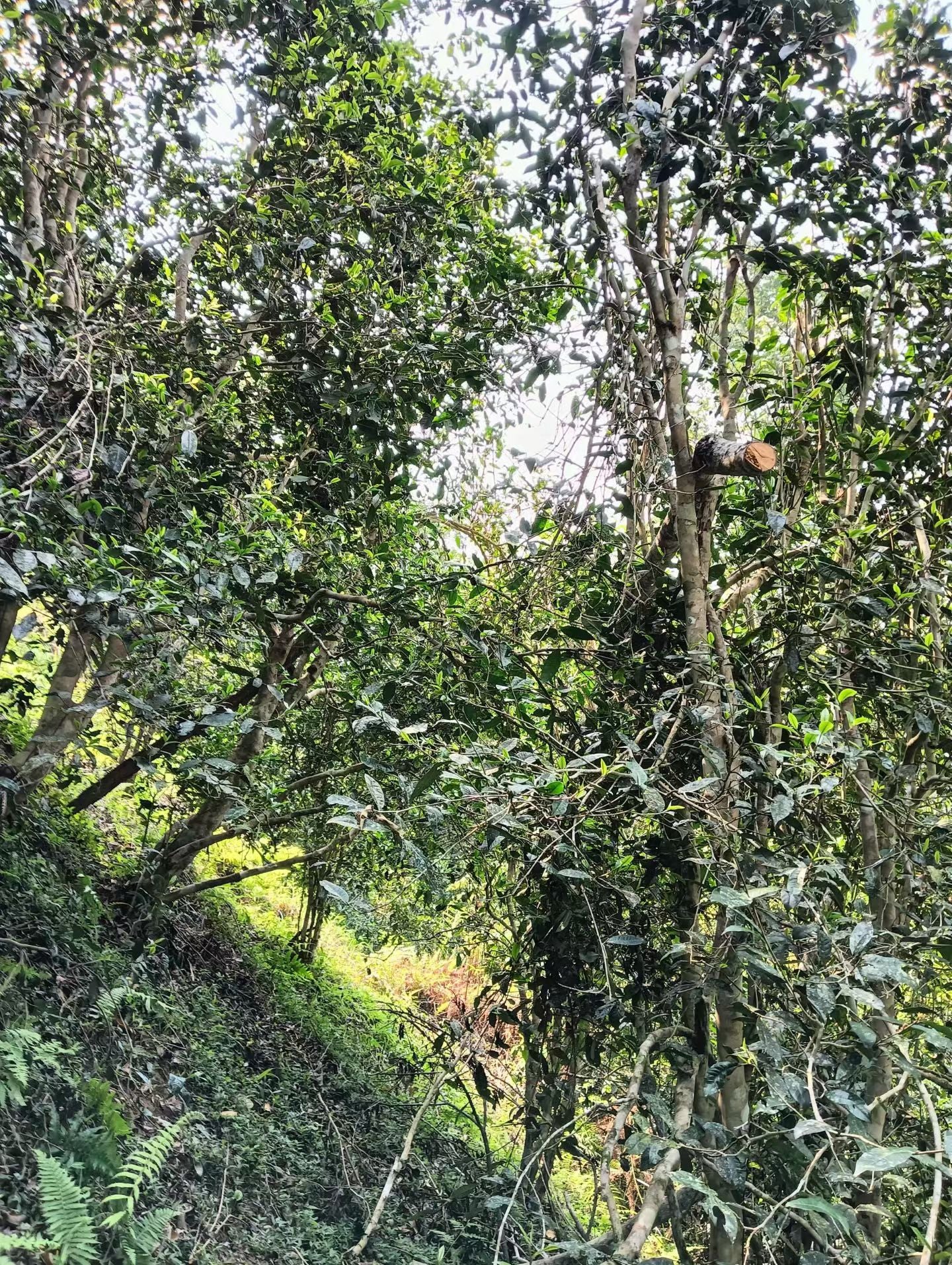 2026 Lan Tian Leng Shui He Selected Ancient Trees