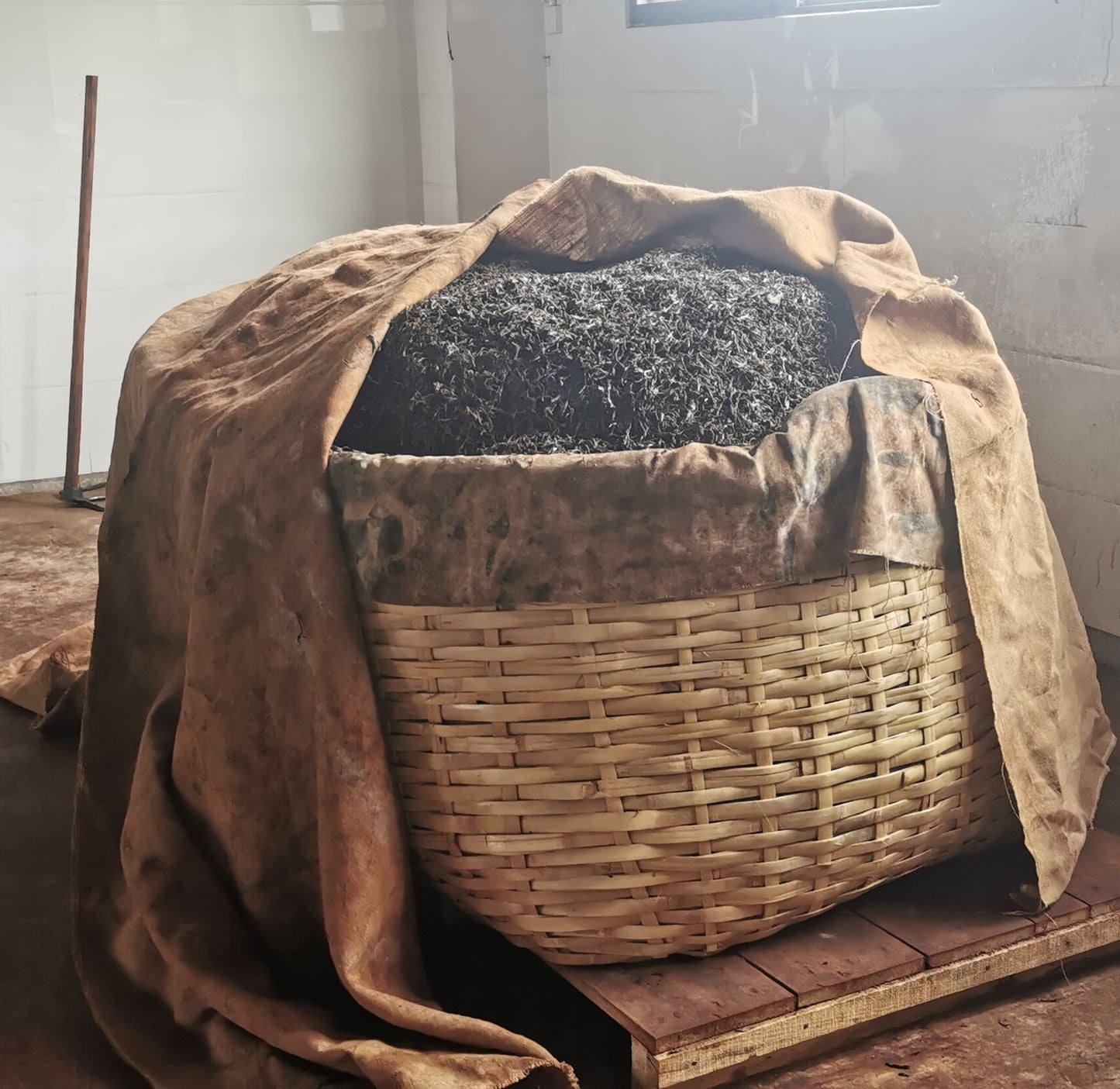 2021 "Earth" Old Tree Shu Puerh