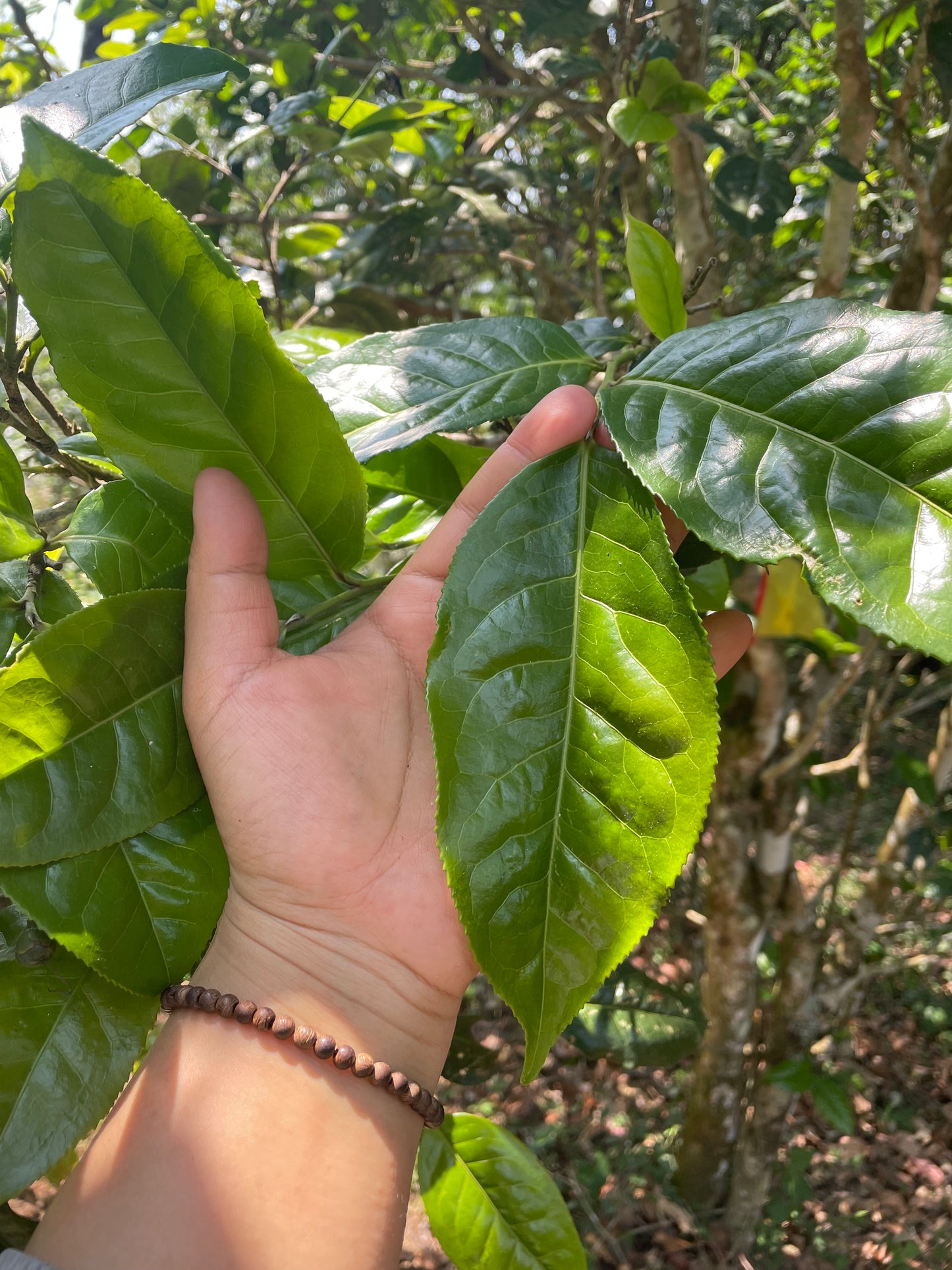 2022 Spring Yiwu Ancient Tree Puerh 易武古树