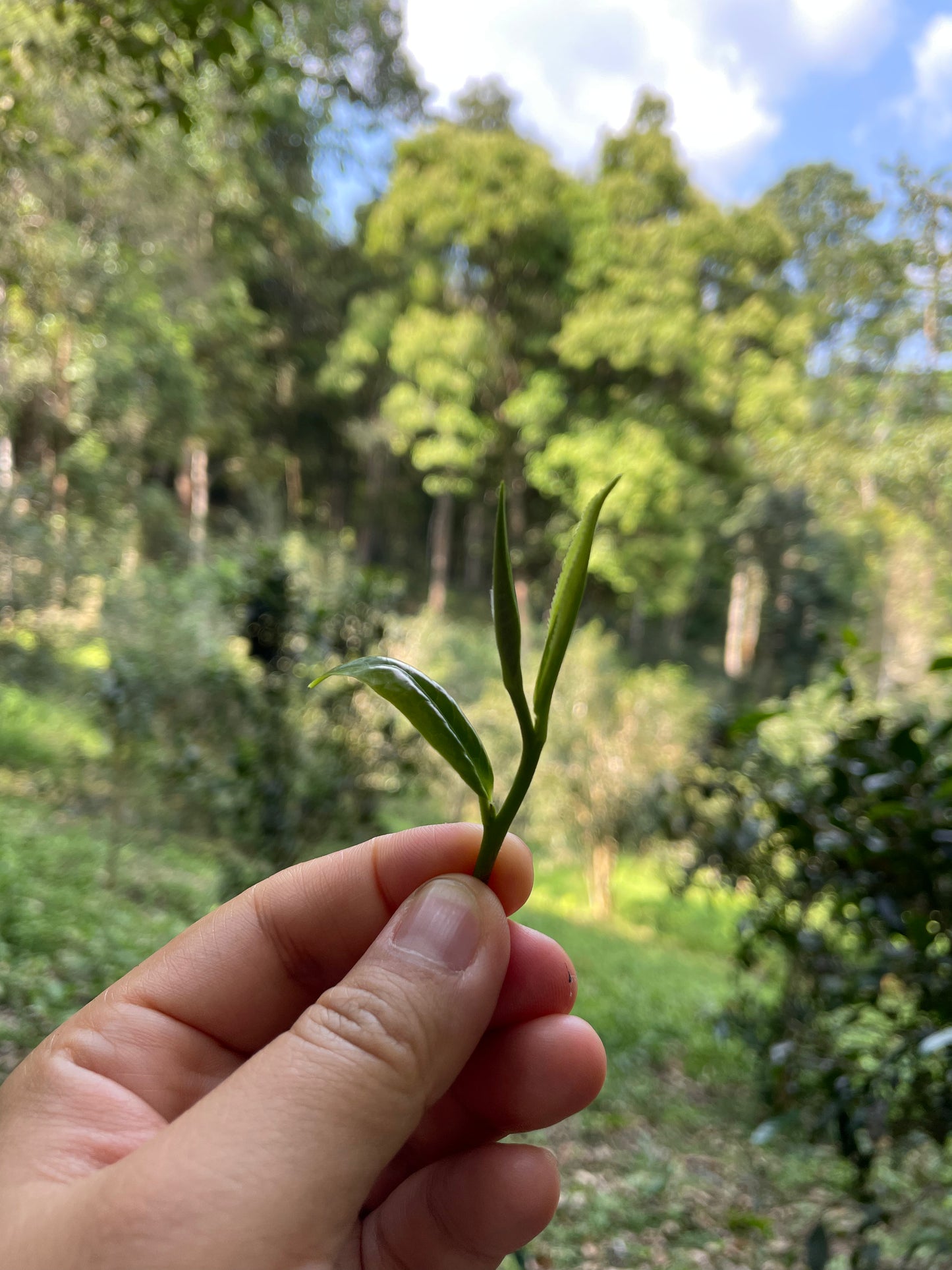 2022 Spring Yao Zhu Di Single Tree Puerh 瑶珠地单株