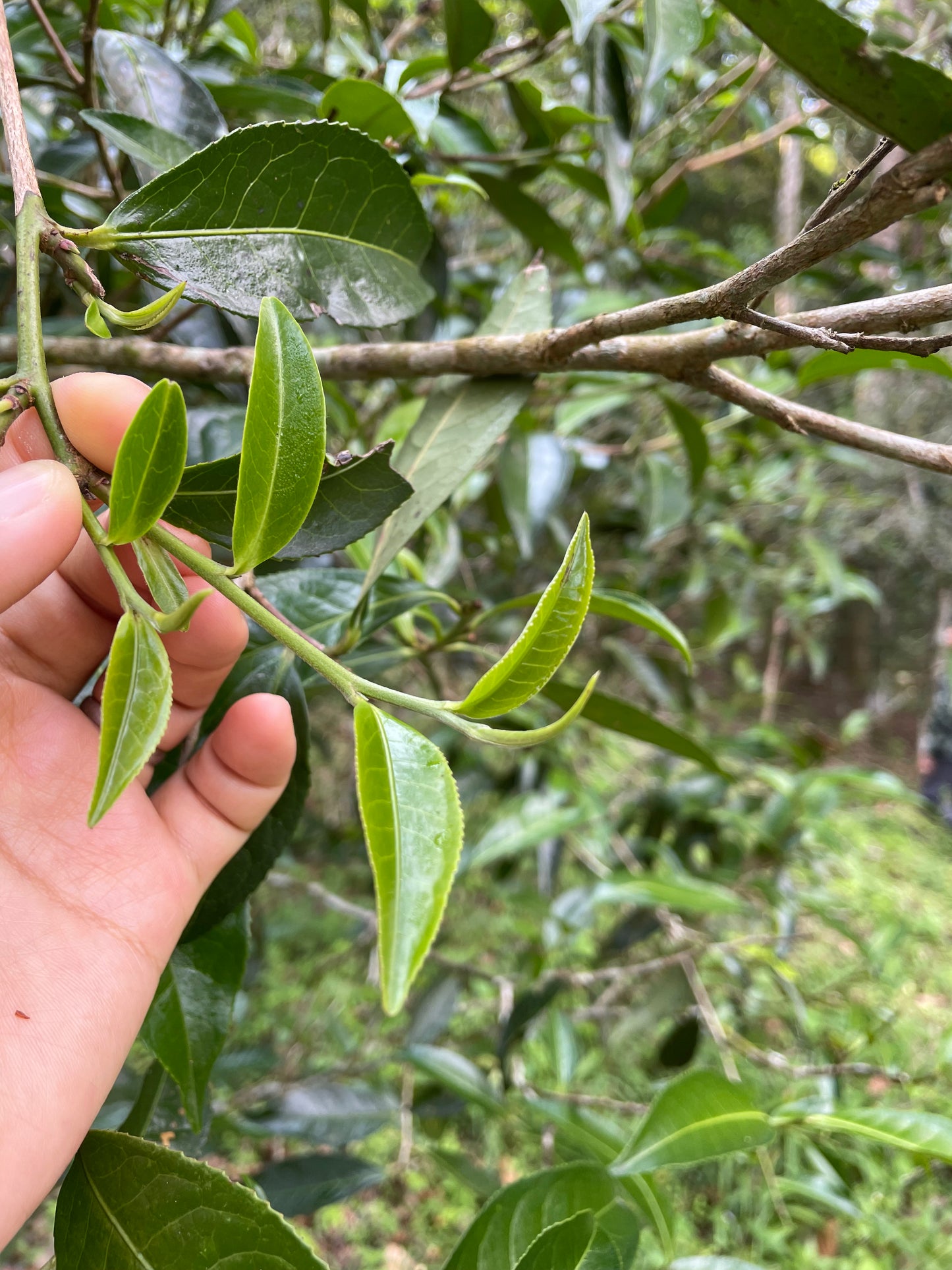 2022 Spring San Jia Zhai Single Tree Puerh 三家寨单株