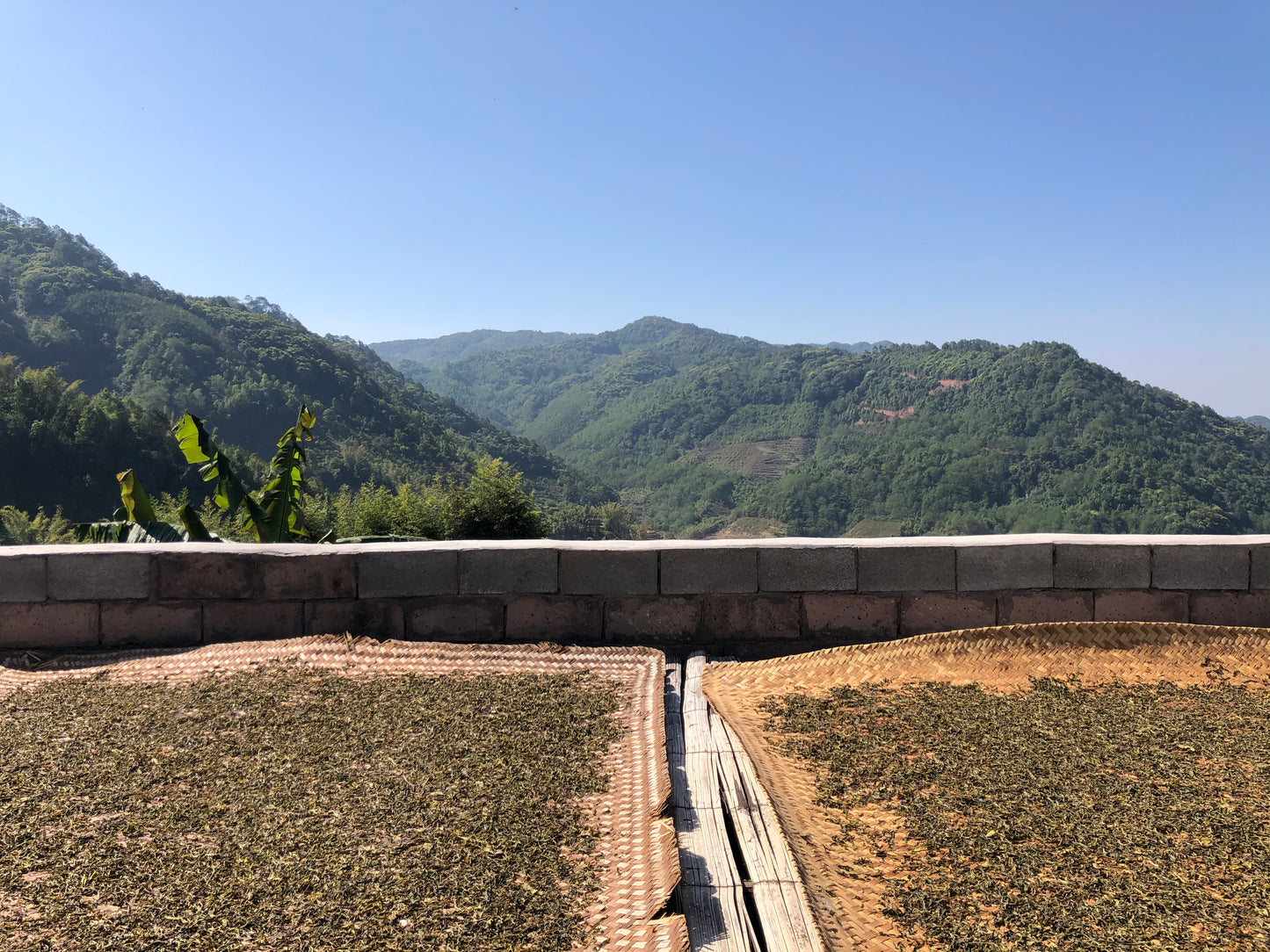 2022 Spring Wuliang Selected Trees Puerh 无量古树