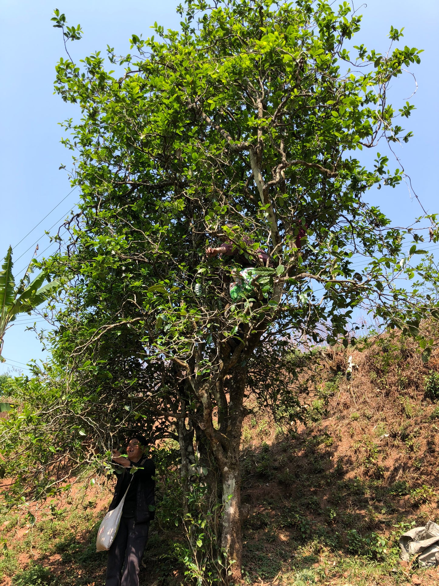 2022 Spring Wuliang Selected Trees Puerh 无量古树