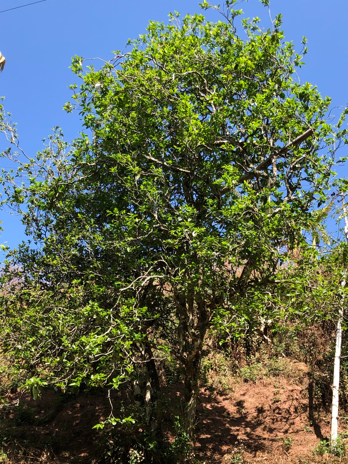 2022 Spring Wuliang Selected Trees Puerh 无量古树