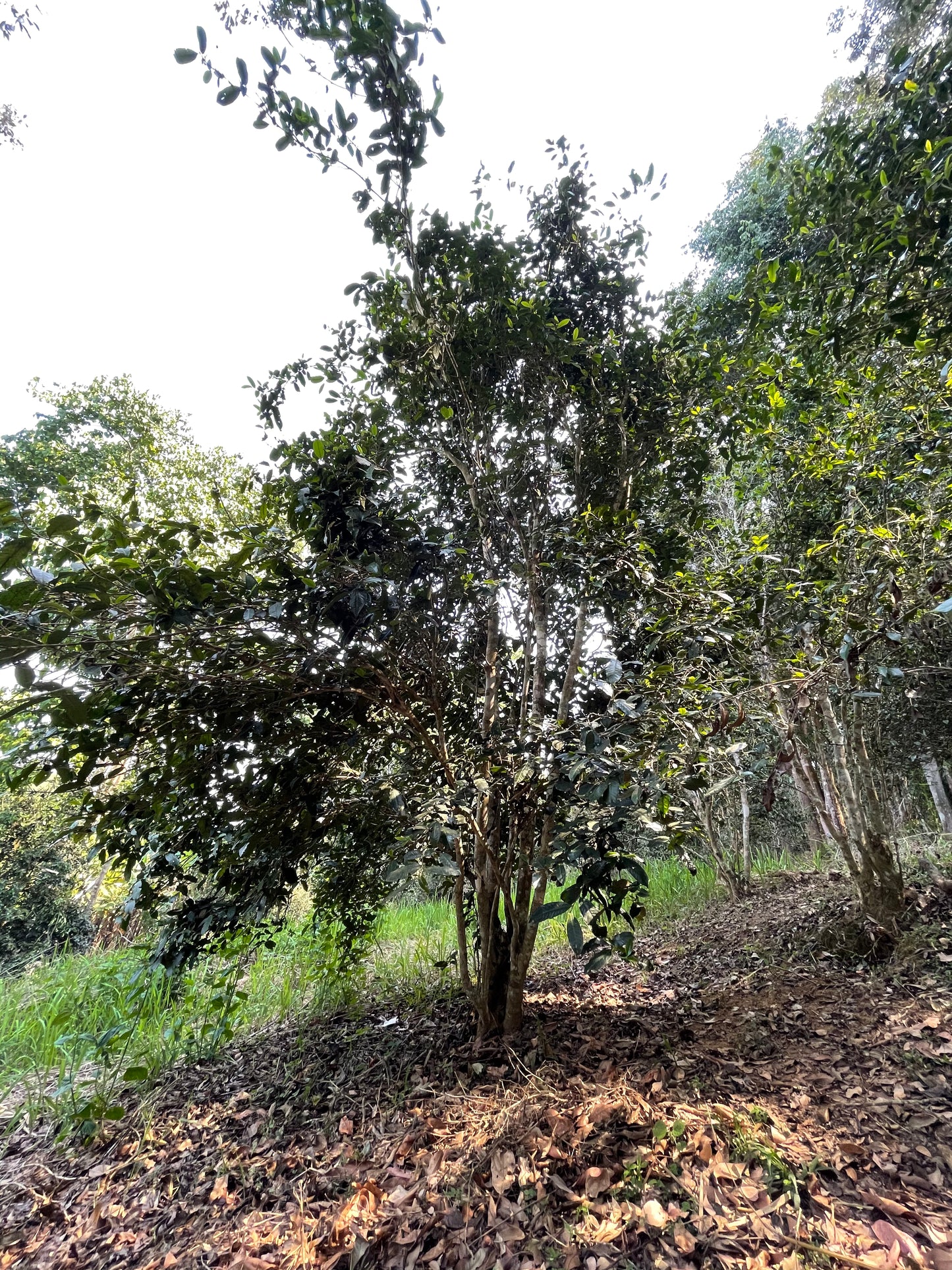2022 Spring San Jia Zhai Ancient Tree Puerh 三家寨