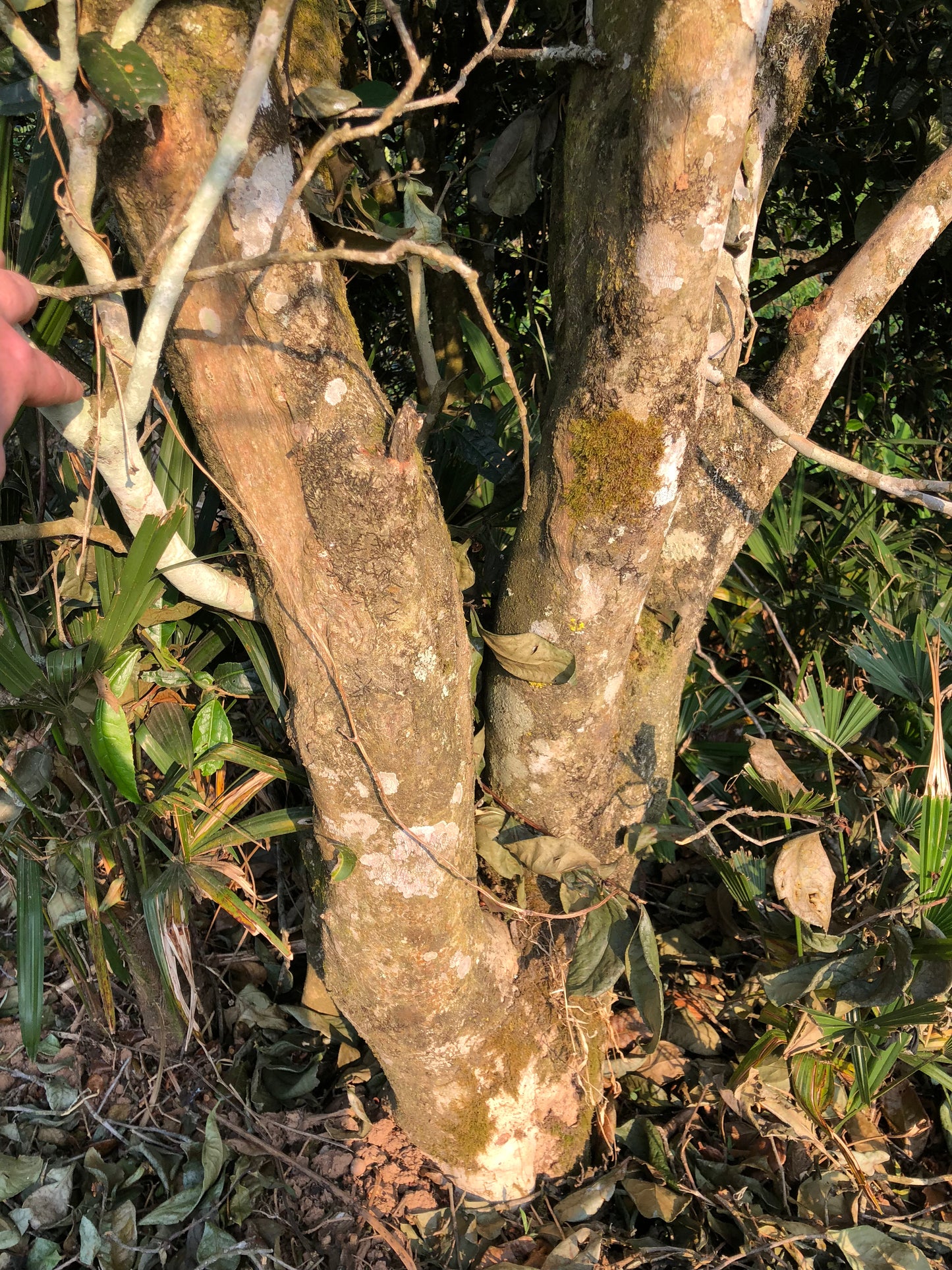 2022 Spring Wuliang Selected Trees Puerh 无量古树