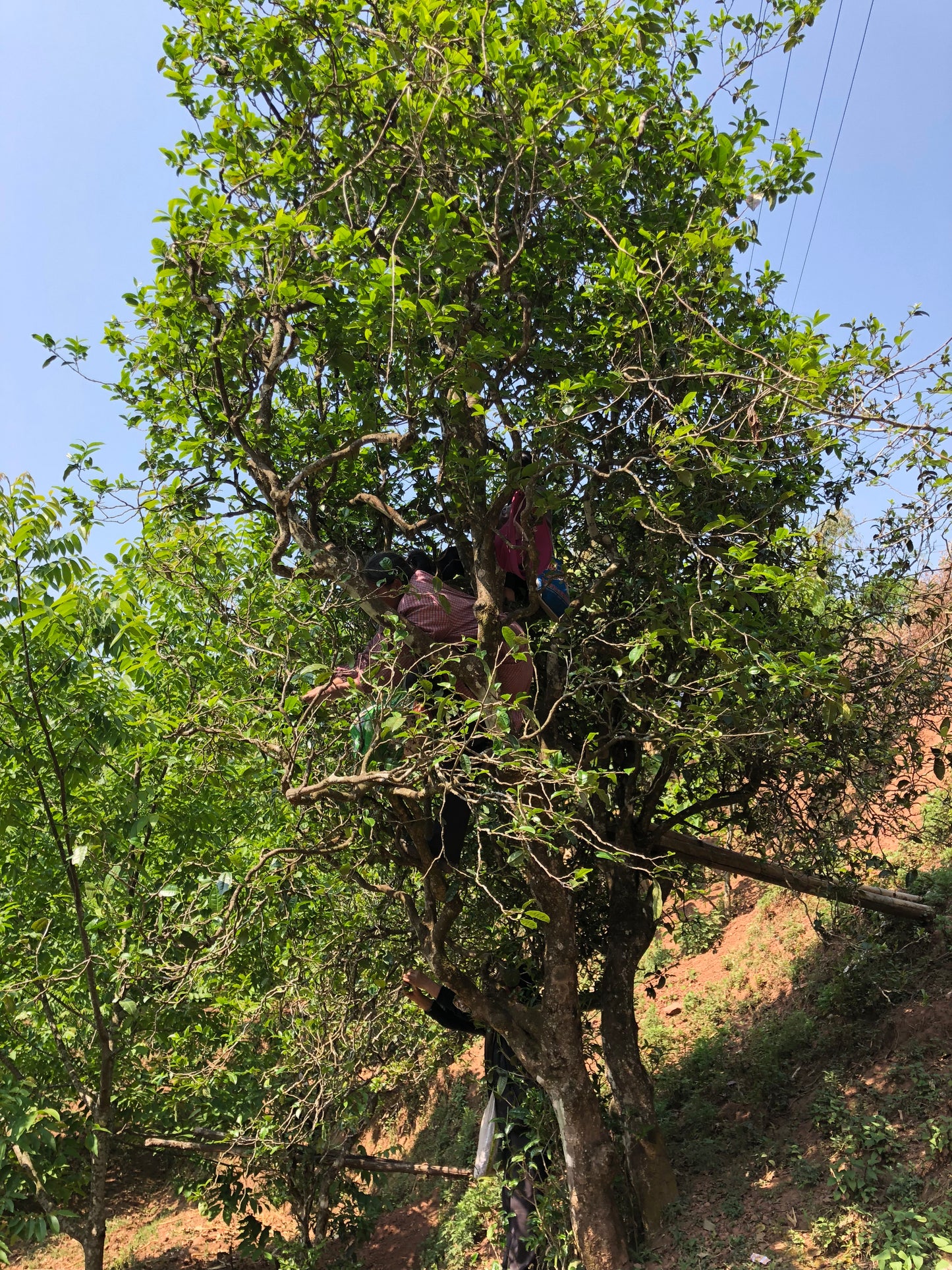 2022 Spring Wuliang Selected Trees Puerh 无量古树