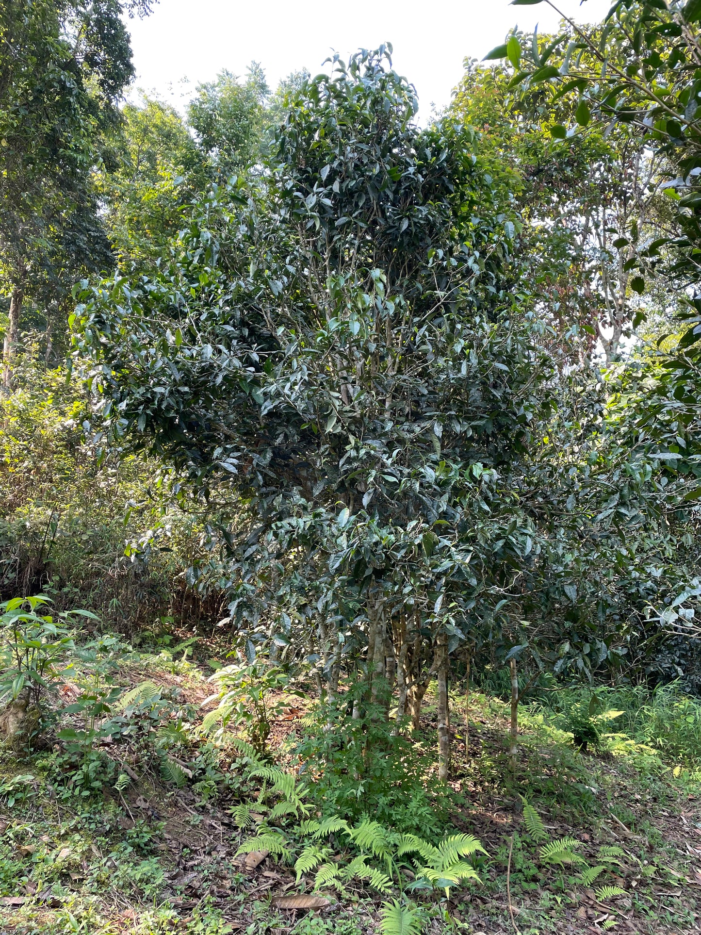 2022 Spring San Jia Zhai Single Tree Puerh 三家寨单株