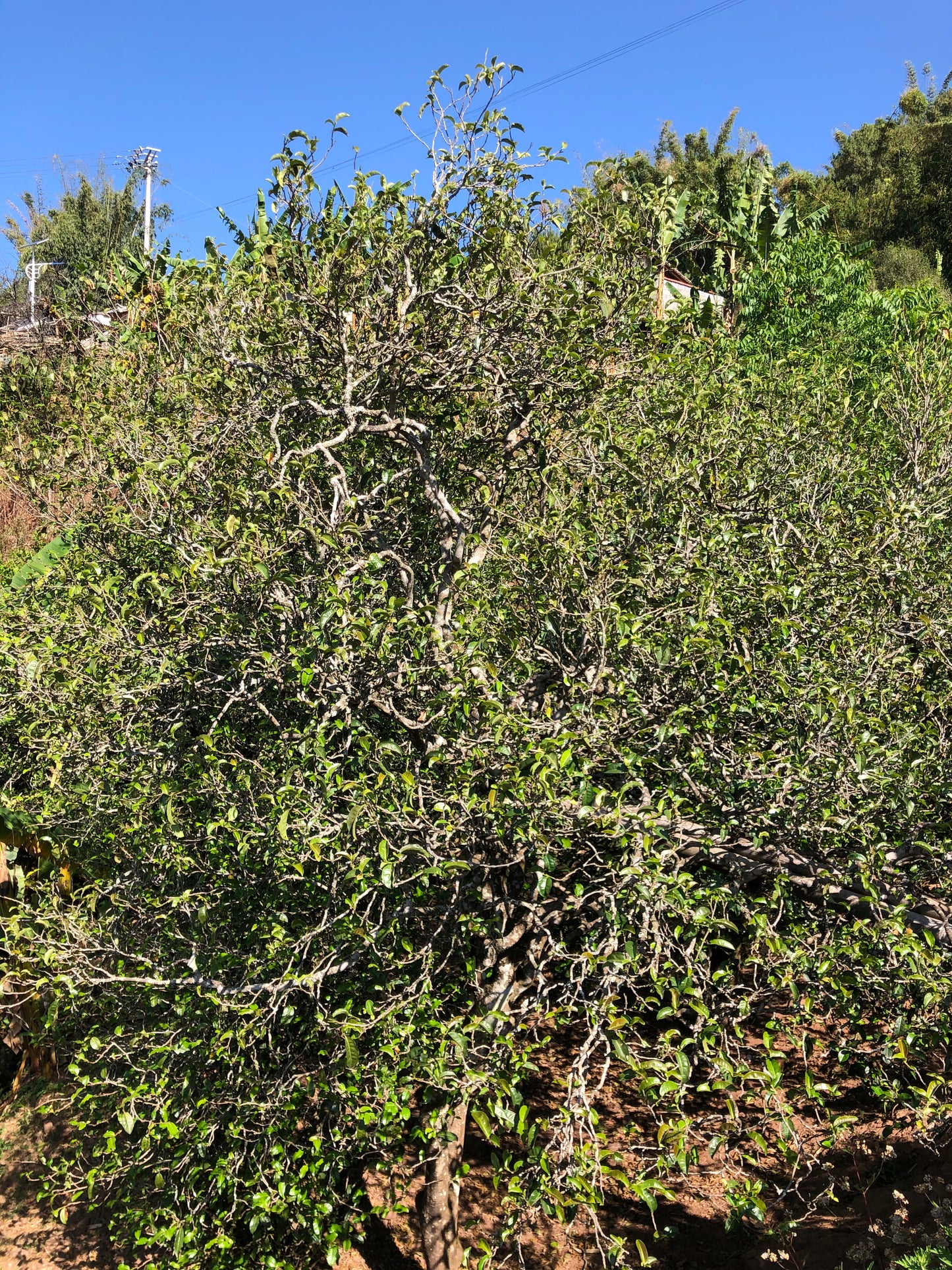 2022 Spring Wuliang Selected Trees Puerh 无量古树