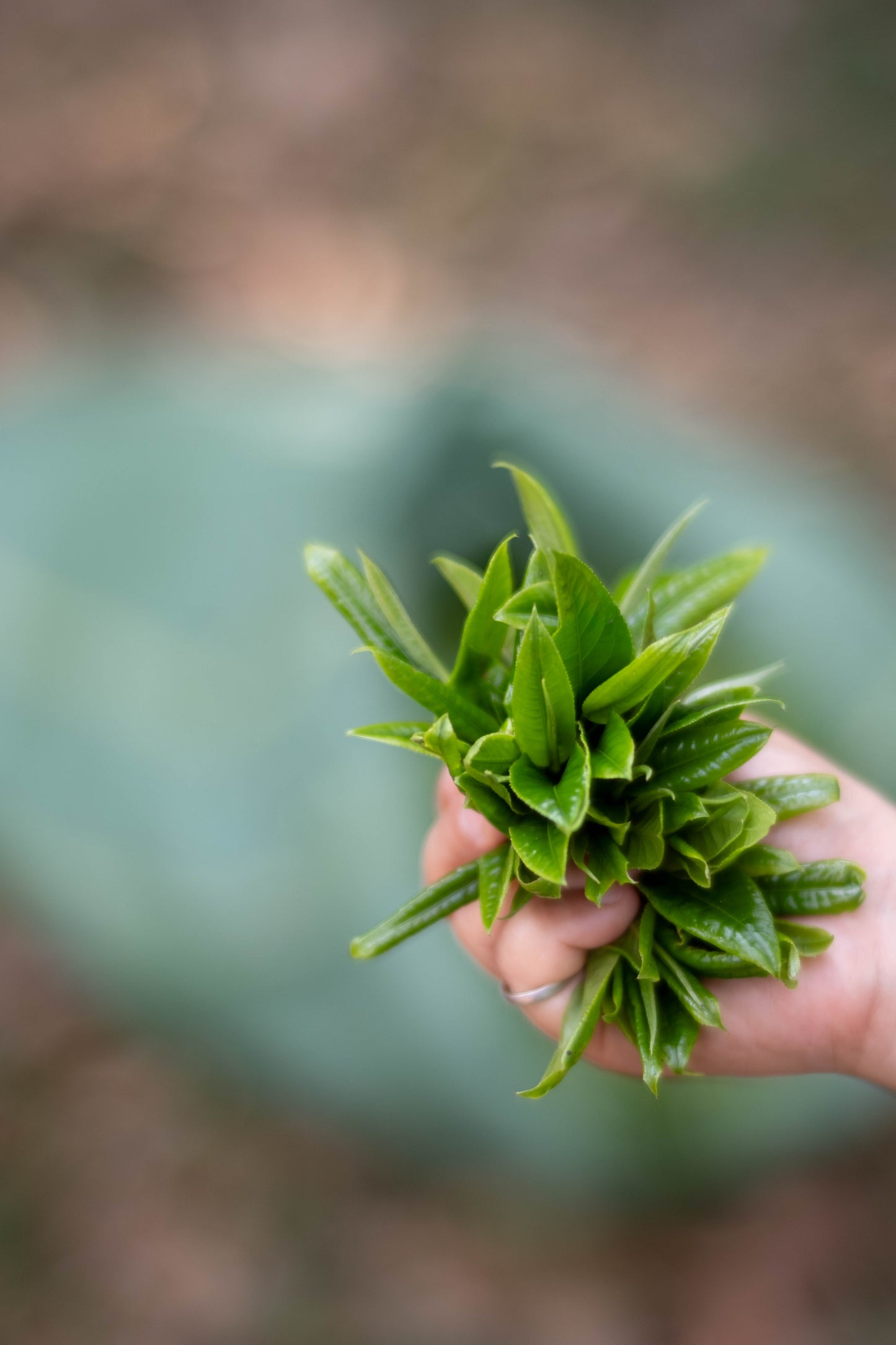 2024 Spring Yiwu Guoyoulin Ancient Tree White Tea