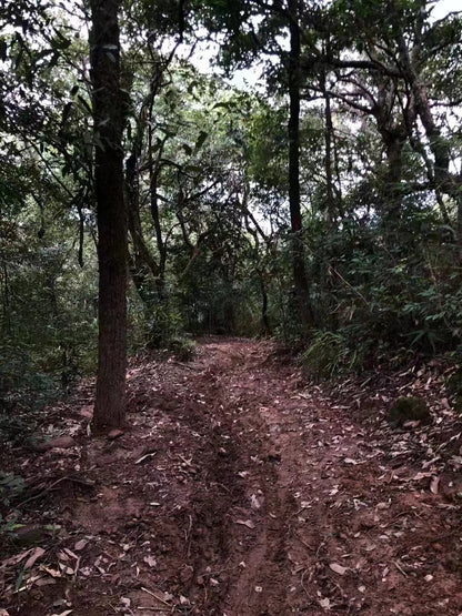 2024 Spring Wangong - Ma An Shan Ancient Tree Puerh 马鞍山