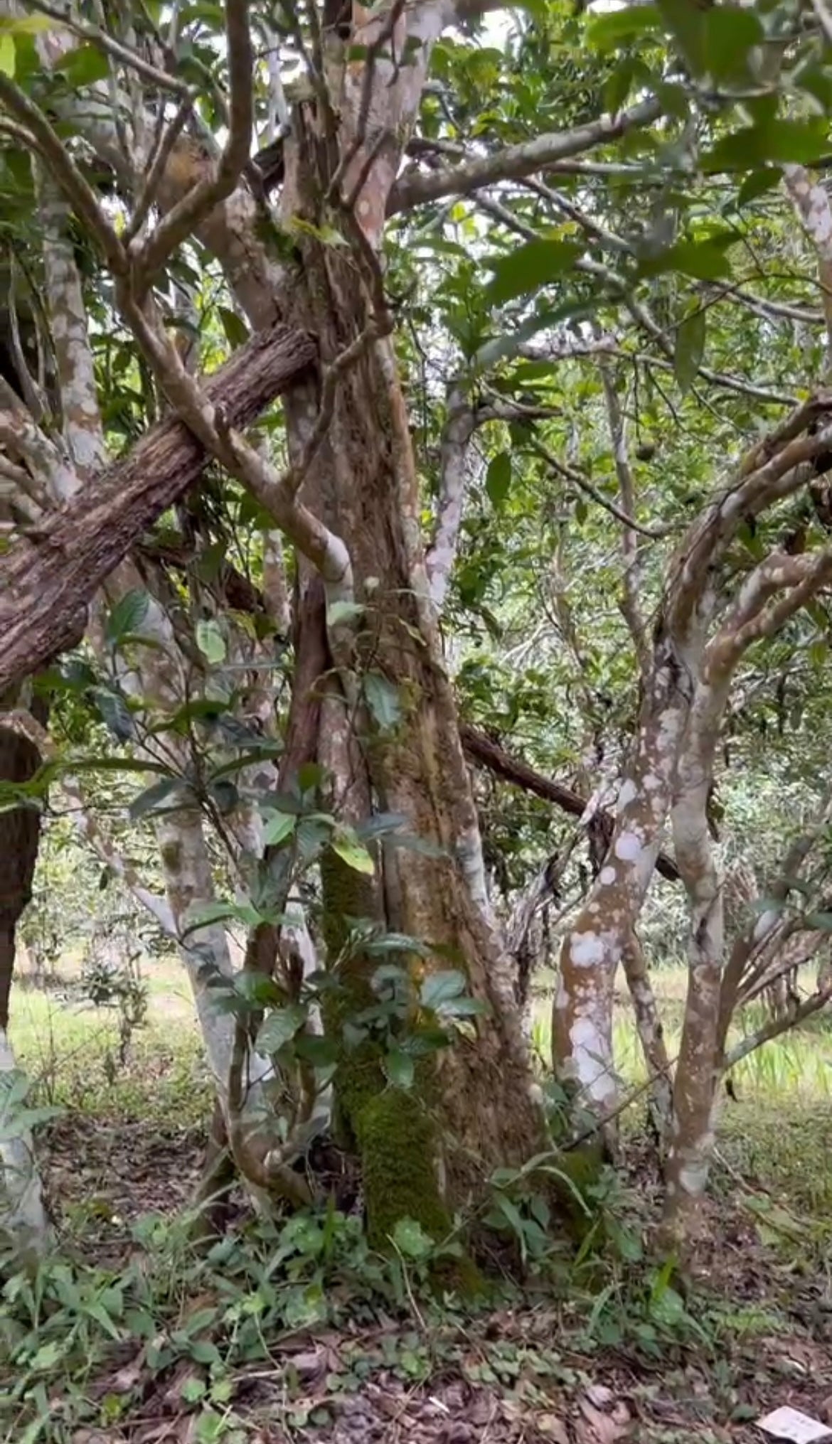 2024 Spring Wangong - Ma An Shan Ancient Tree Puerh 马鞍山