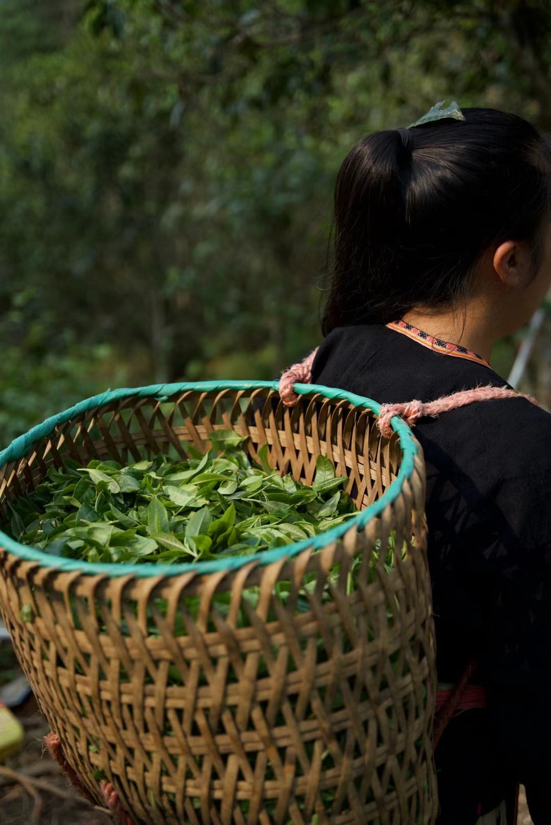 2024 Spring Guafengzhai ChaWangShu Ancient Tree Puerh 茶王树