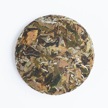 2026 Yiwu Guoyoulin Ancient Tree White Tea