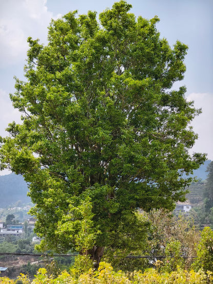 2026 FengQing Single Ancient Tree Wild Hongcha