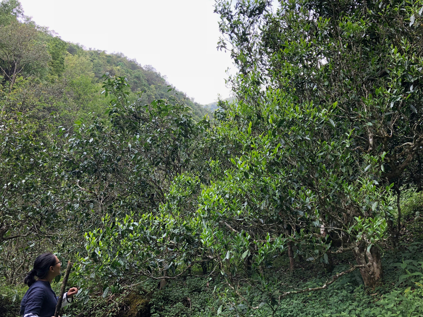 2016 Boundless Wuliang Ancient Tree Puerh