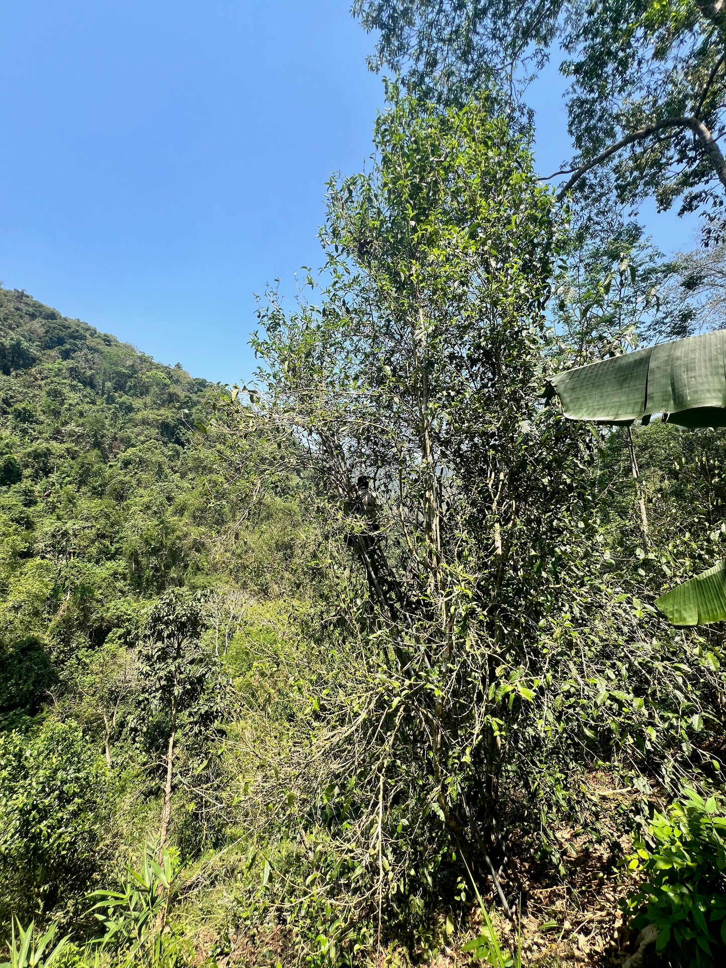 2026 Guafengzhai Liehushan Single Tree
