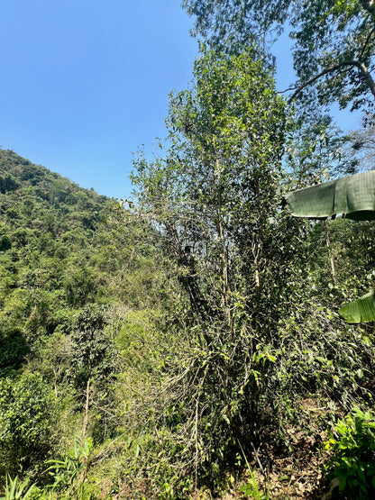 2026 Guafengzhai Liehushan Single Tree