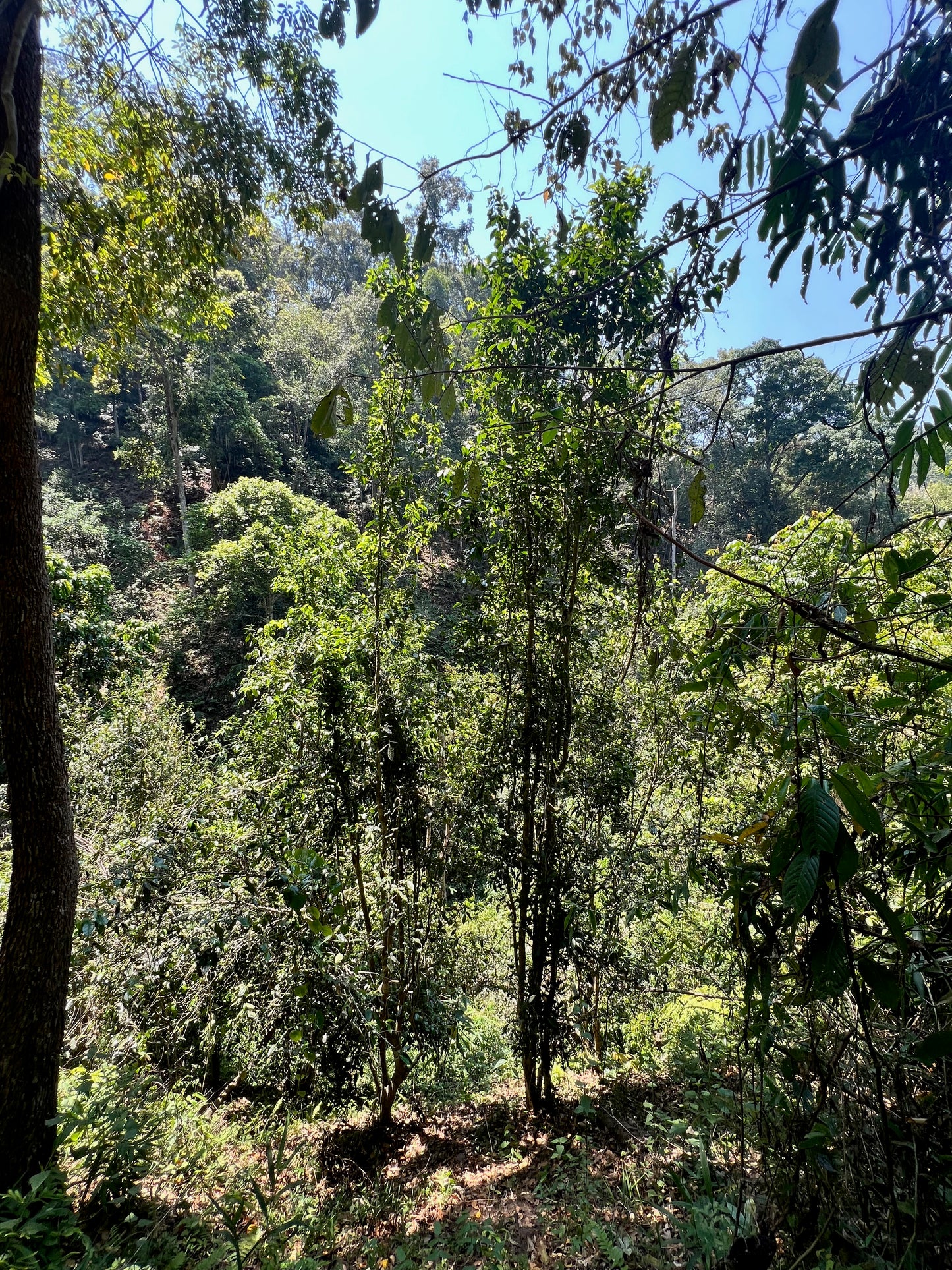 2026 Guafengzhai Liehushan