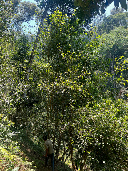 2026 Guafengzhai Liehushan