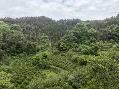 2026 Spring Naturally Grown Tie Guan Yin - Da Tian Area (Roast Level 5)