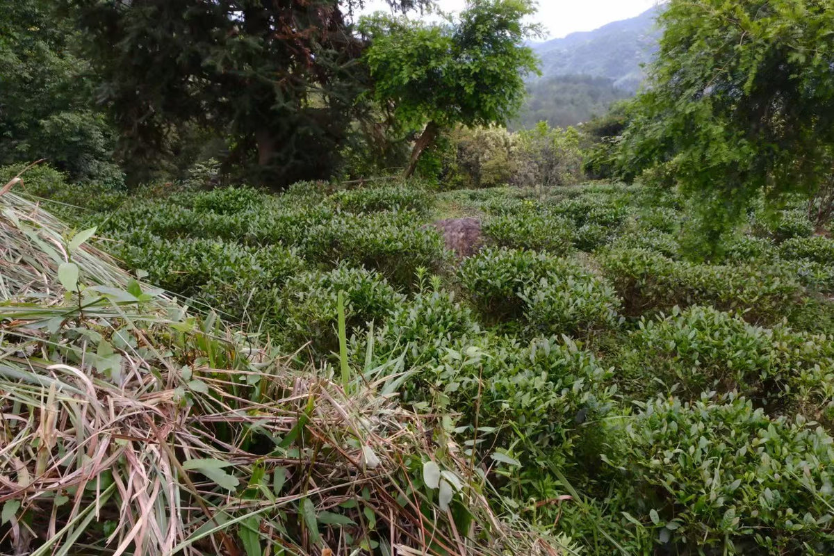 2026 Spring Naturally Grown Tie Guan Yin - Da Tian Area (Roast Level 5)