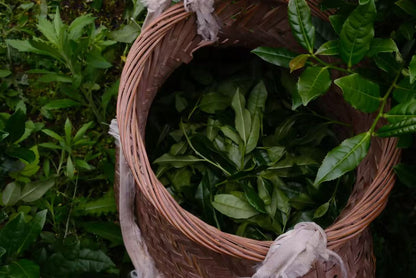 2026 Spring Naturally Grown Tie Guan Yin - Da Tian Area (Roast Level 5)