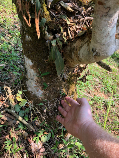 2017 Spring Yiwu Daqishu Village Ancient Tree