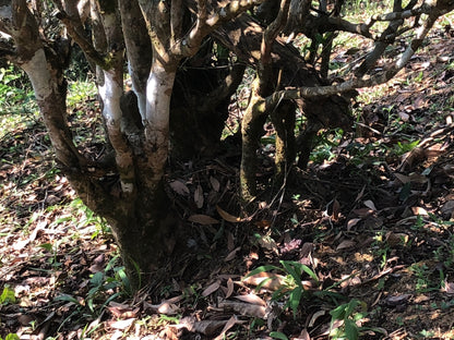 2017 Spring Yiwu Daqishu Village Ancient Tree