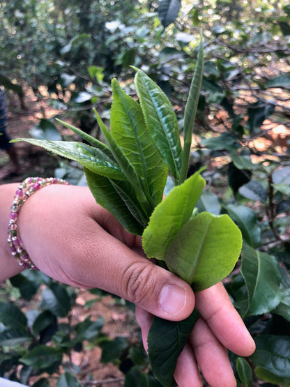 2017 Spring Yiwu Daqishu Village Ancient Tree