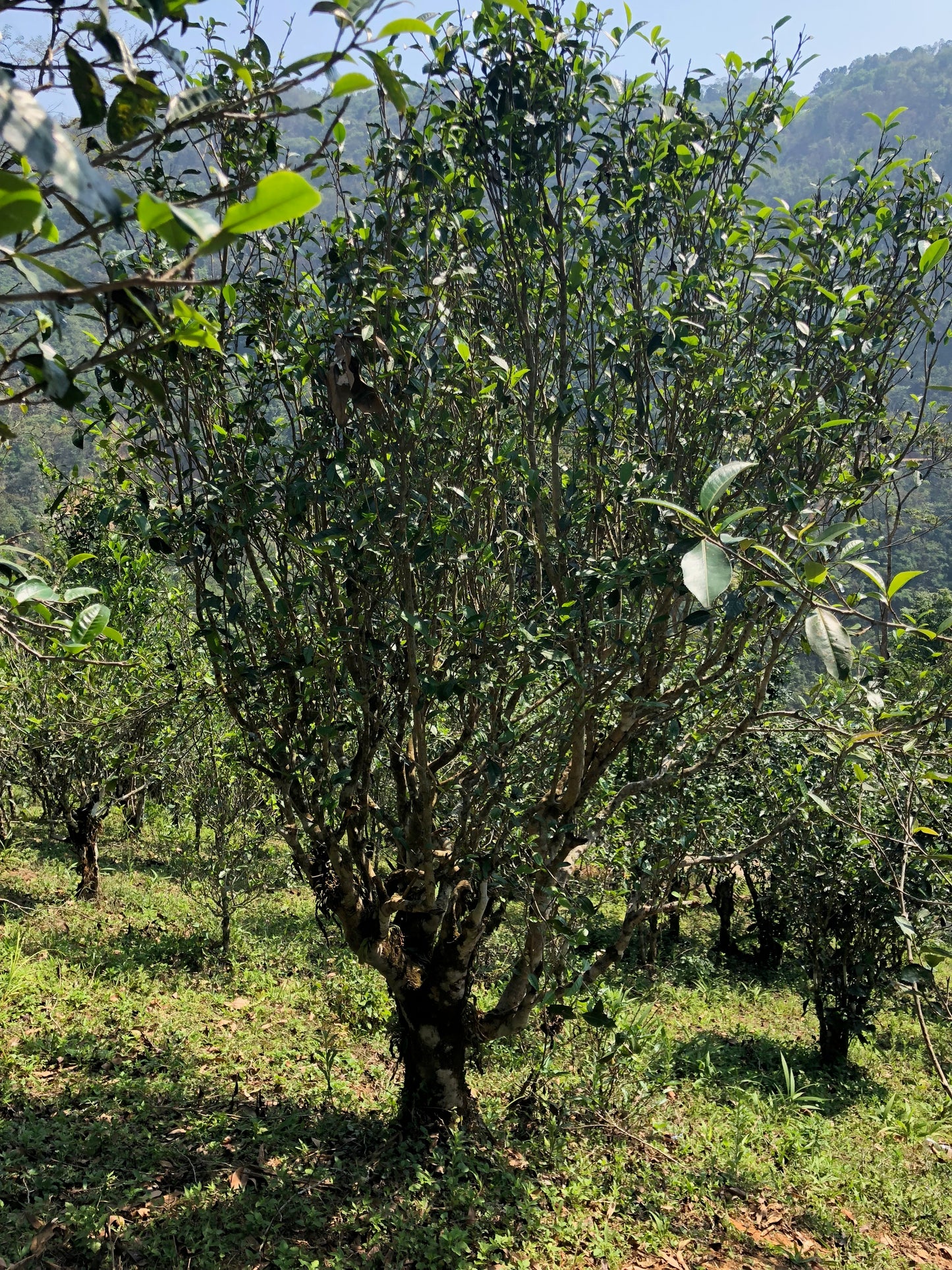 2017 Spring Yiwu Daqishu Village Ancient Tree