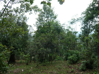 2012 EoT Baotang Puerh