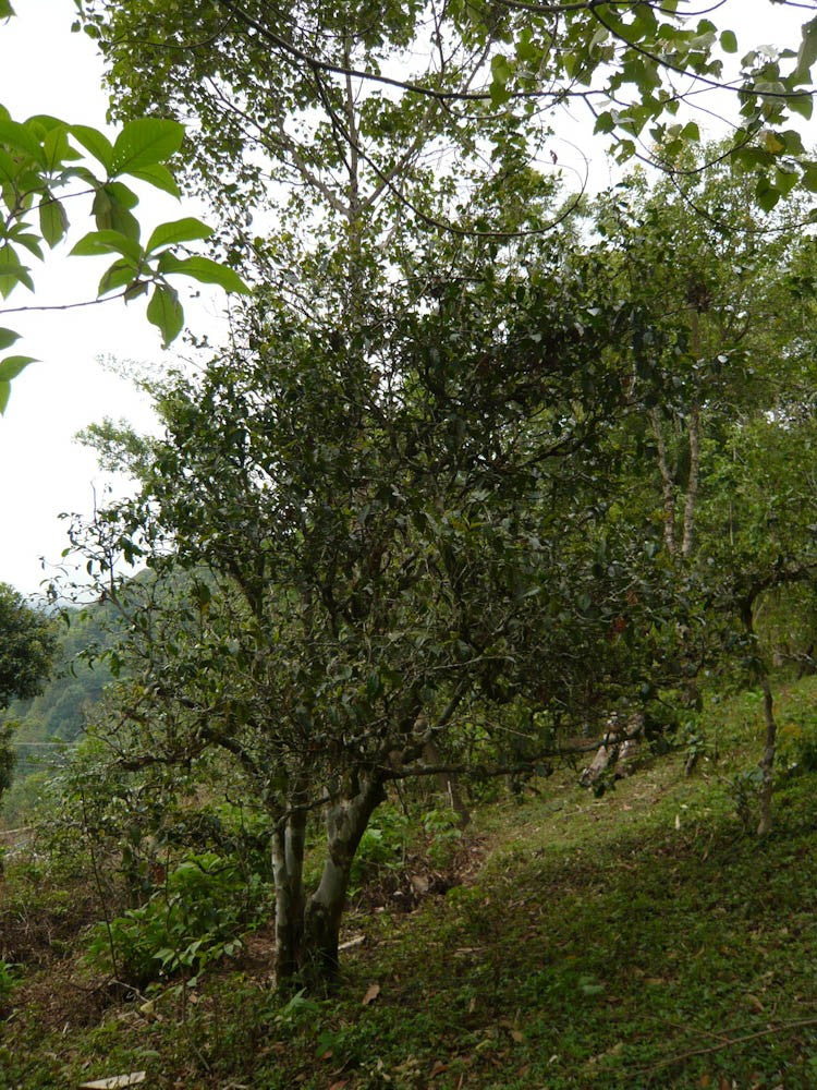 2012 EoT Baotang Puerh