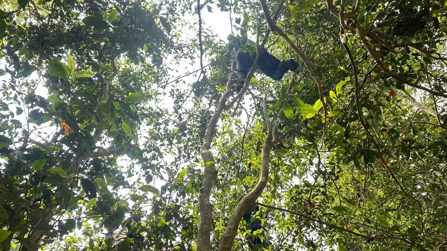 2026 Chawangshu Single Tree