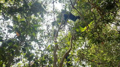 2026 Chawangshu Single Tree