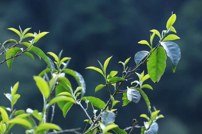 2023 Spring ChaWangShu Ancient Tree Puerh 茶王树