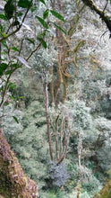 Load image into Gallery viewer, 2023 Spring Secret Forest Wild Puerh 原野普洱

