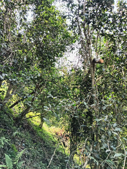 2026 Lan Tian Leng Shui He Selected Ancient Trees
