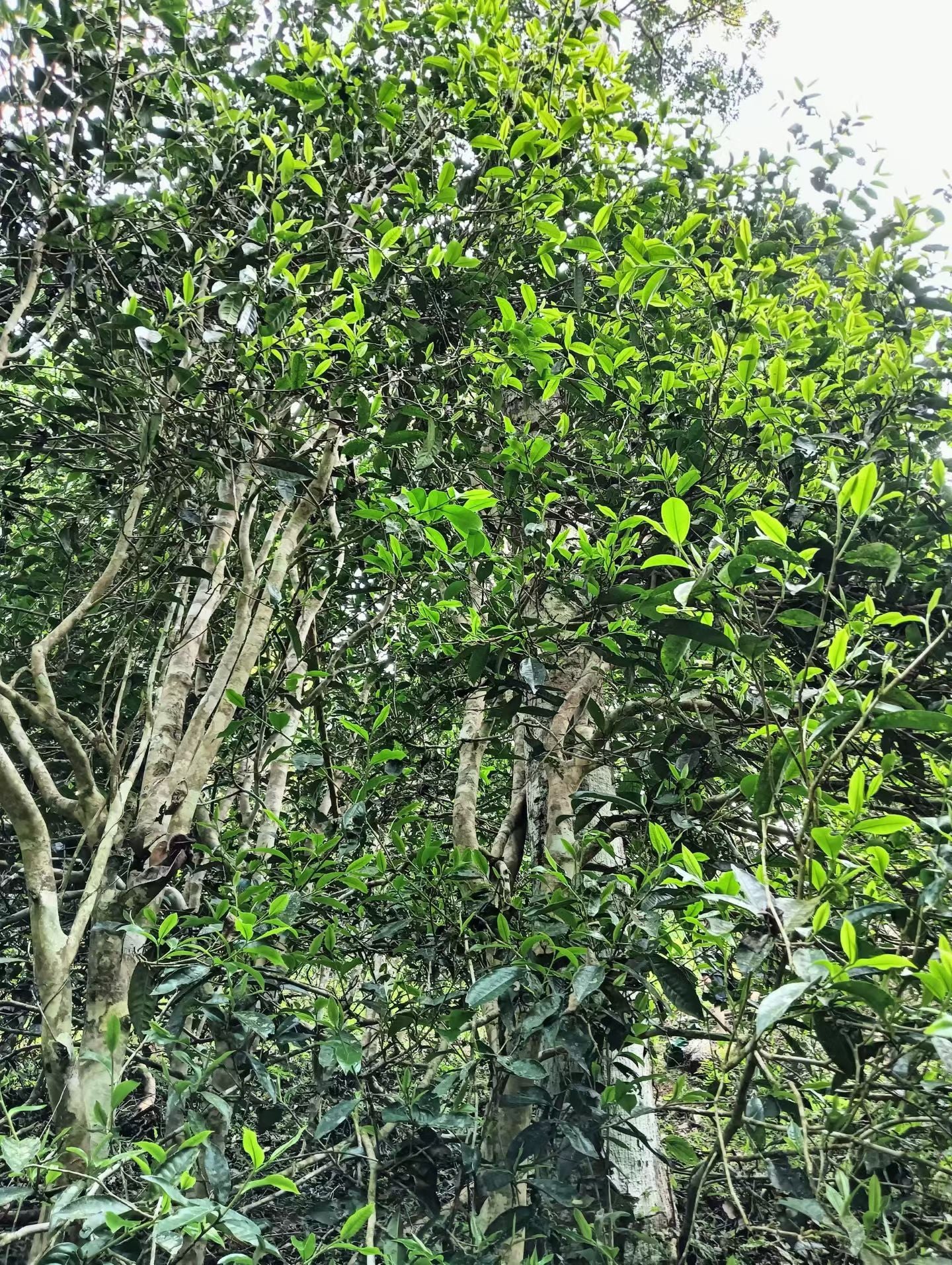 2026 Lan Tian Leng Shui He Selected Ancient Trees