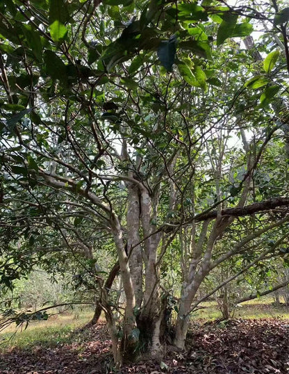2026 Ma'an Shan Single Tree