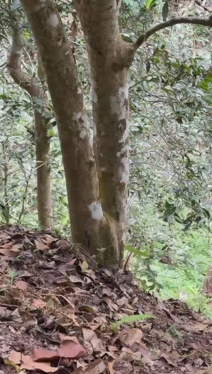 2026 Baihuatan Single Ancient Tree