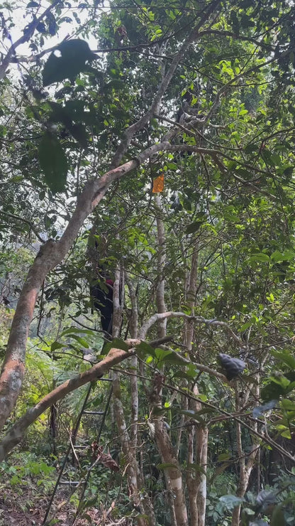 2026 Chawangshu Single Tree