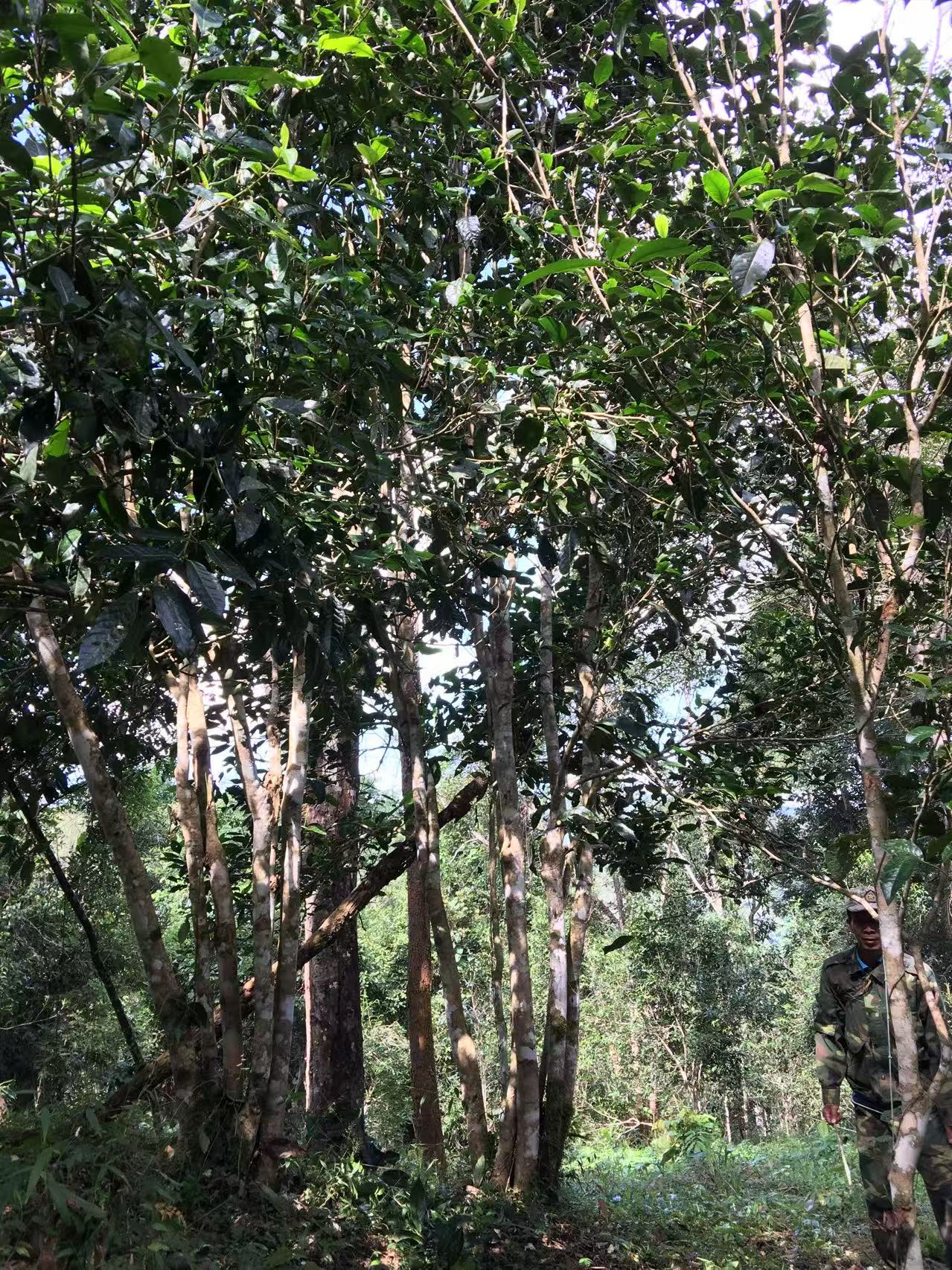 2026 Sanjiazhai Single Tree