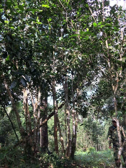 2026 Sanjiazhai Single Tree