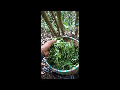 2022 Spring Bulang Ancient Tree Puerh 布朗之秘